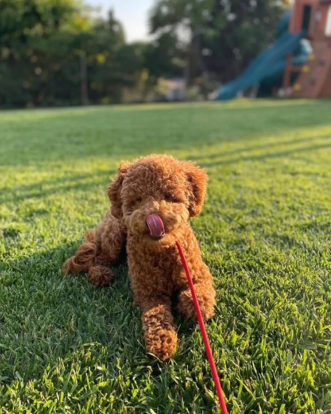 Enlarge Abbie , an adopted Goldendoodle in Valley Village, CA image 2/3