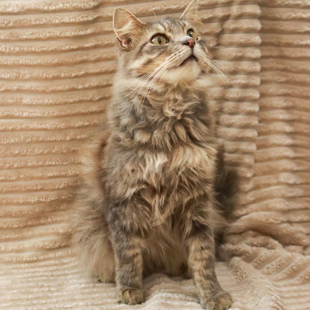 Guiness, Adoptable, Adult Male Domestic Medium Hair & Domestic Long Hair.