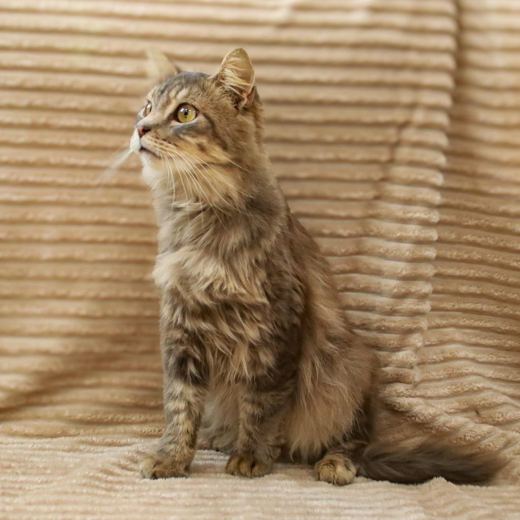 Enlarge Guiness, a Adoptable mixed breed in Madisonville, KY image 2/4