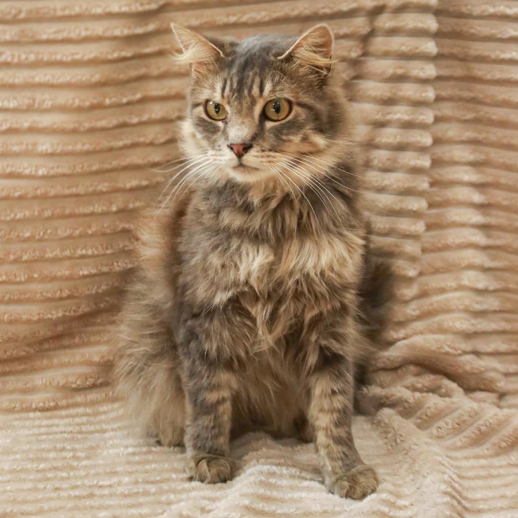 Enlarge Guiness, a Adoptable mixed breed in Madisonville, KY image 3/4