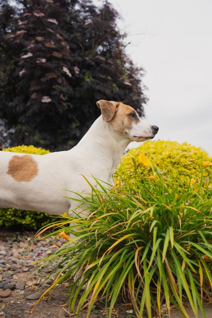 Sarah, a Adoptable Mixed Breed in Newberg, OR image 1/2