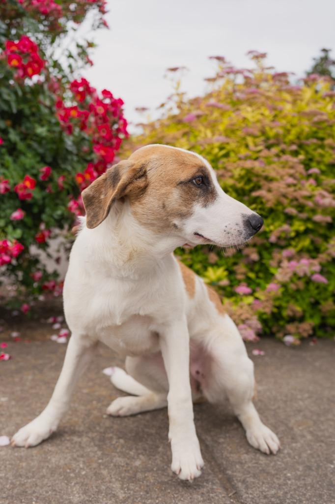 Sarah, a Adoptable Mixed Breed in Newberg, OR image 2/2