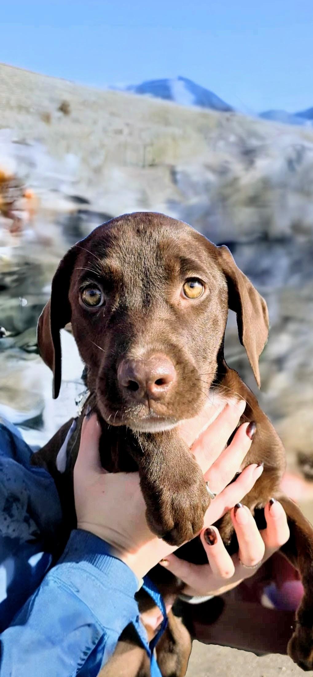 Enlarge Poppy In CT, a Adoptable mixed breed in Willington, CT image 2/5