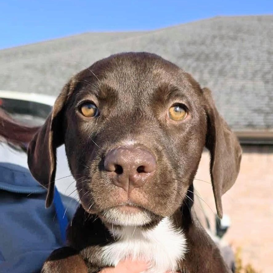 Poppy In CT, Adoptable, Puppy Female Chocolate Labrador Retriever & Labrador Retriever.