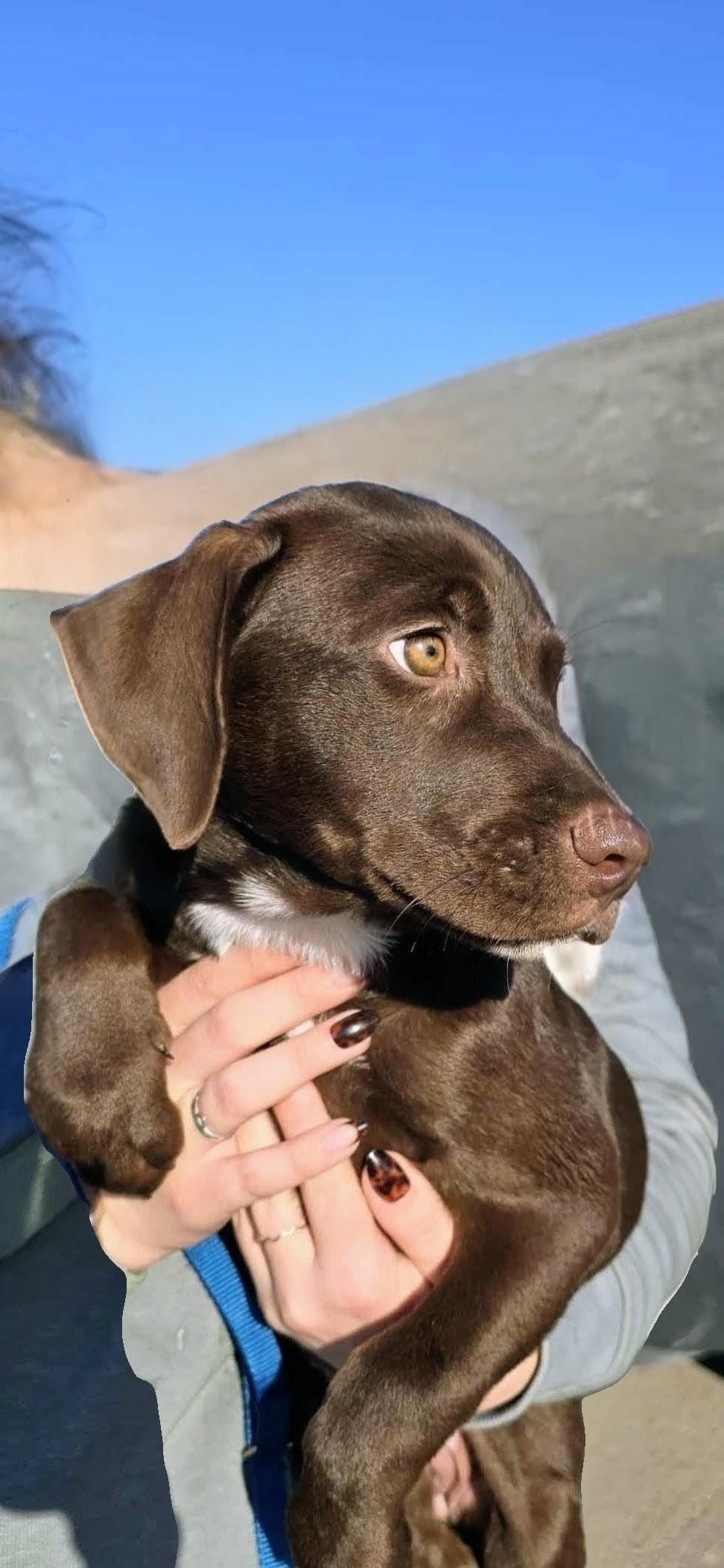 Enlarge Poppy In CT, a Adoptable mixed breed in Willington, CT image 3/5