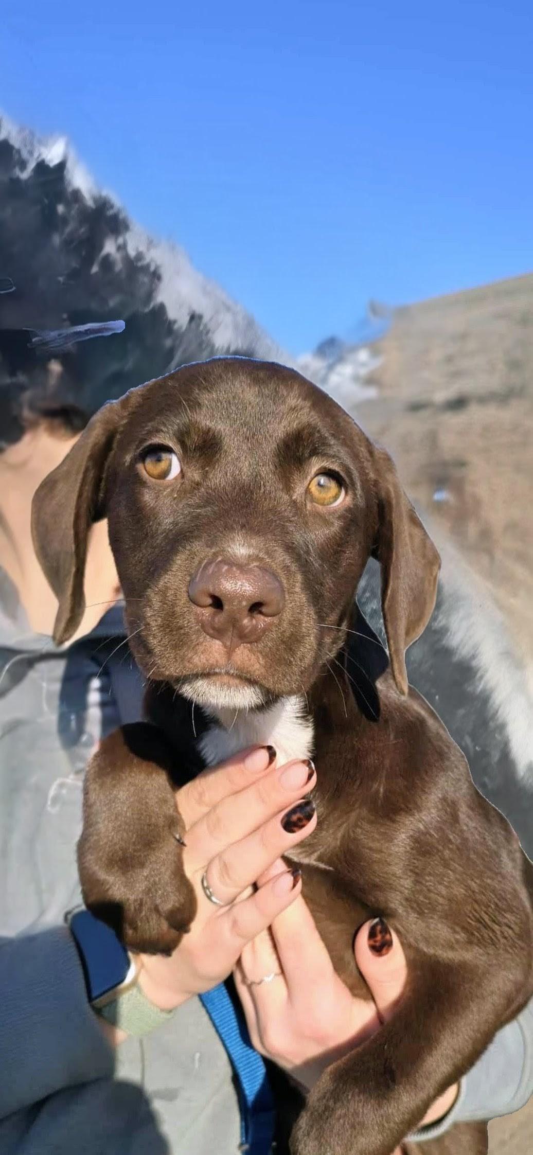 Enlarge Poppy In CT, a Adoptable mixed breed in Willington, CT image 4/5