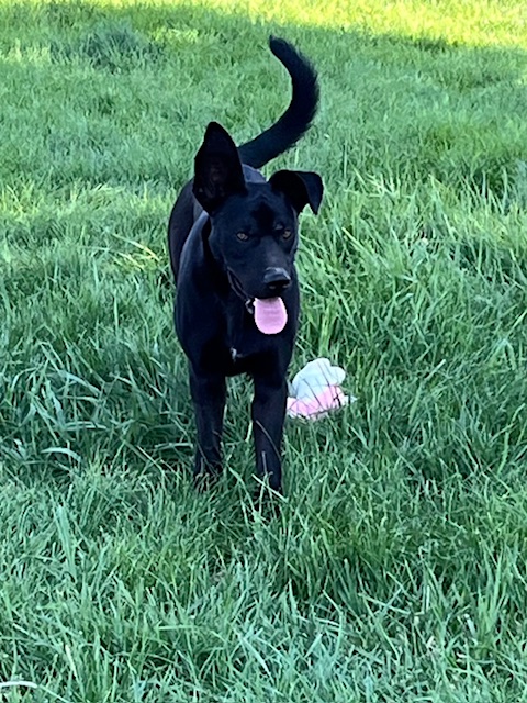Duffy, a Adoptable Black Labrador Retriever in Montpelier, ID image 6/6
