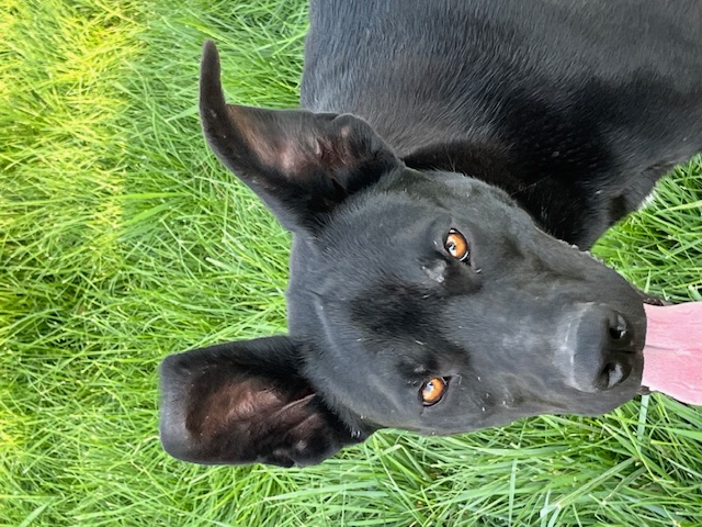 Duffy, a Adoptable Black Labrador Retriever in Montpelier, ID image 3/6