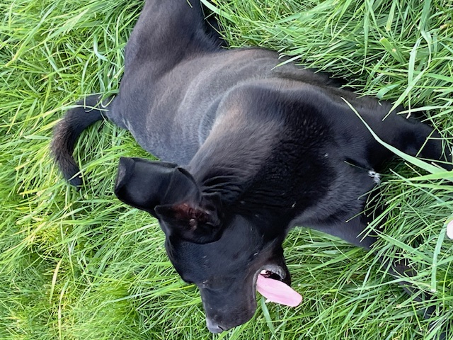 Duffy, a Adoptable Black Labrador Retriever in Montpelier, ID image 4/6