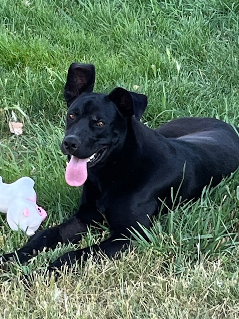 Duffy, Adoptable, Young Male Black Labrador Retriever.