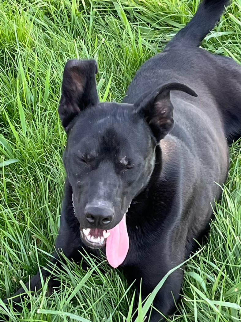 Duffy, a Adoptable Black Labrador Retriever in Montpelier, ID image 5/6