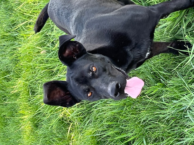 Duffy, a Adoptable Black Labrador Retriever in Montpelier, ID image 2/6