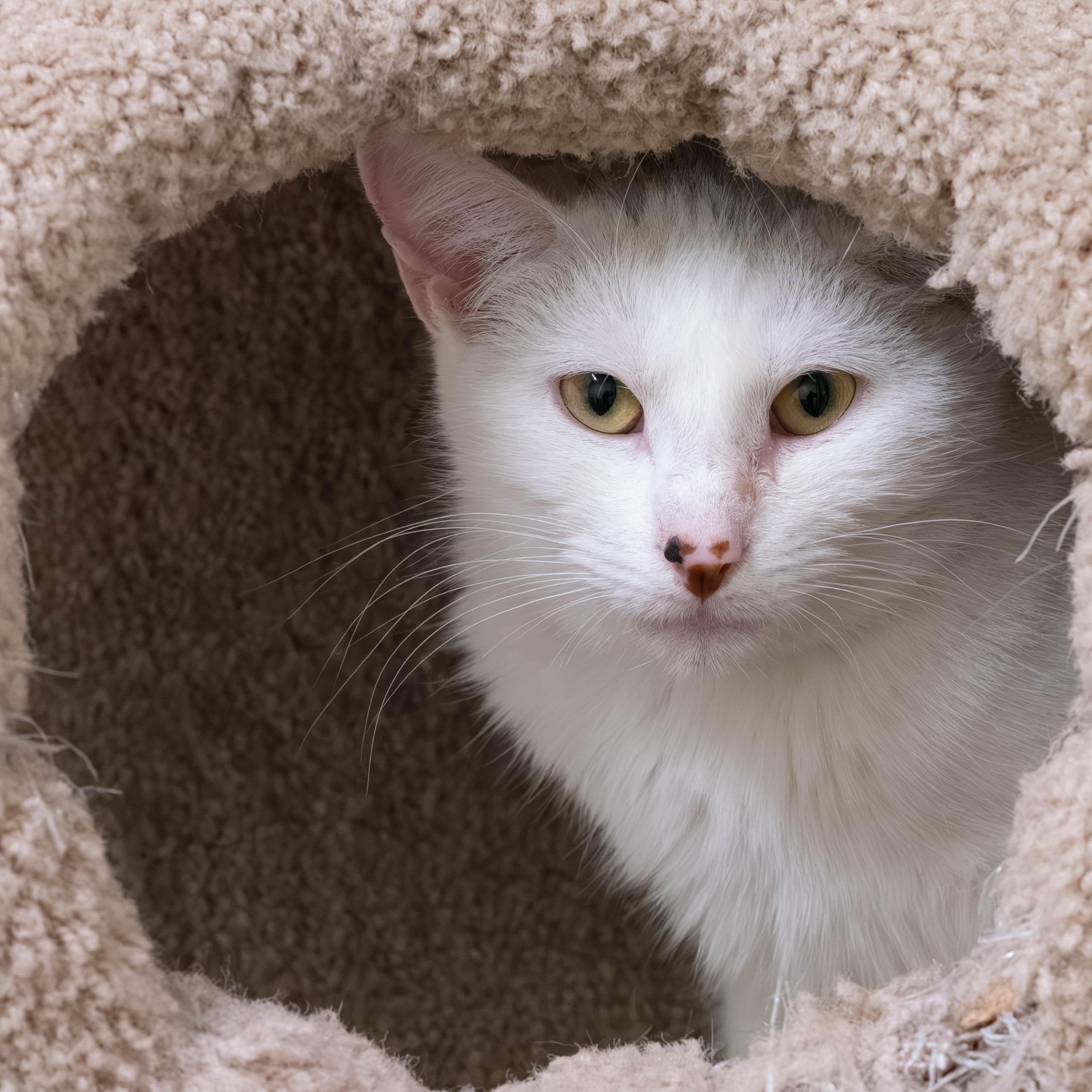 Enlarge Oz, a Adoptable Domestic Short Hair in Briarcliff Manor, NY image 2/2
