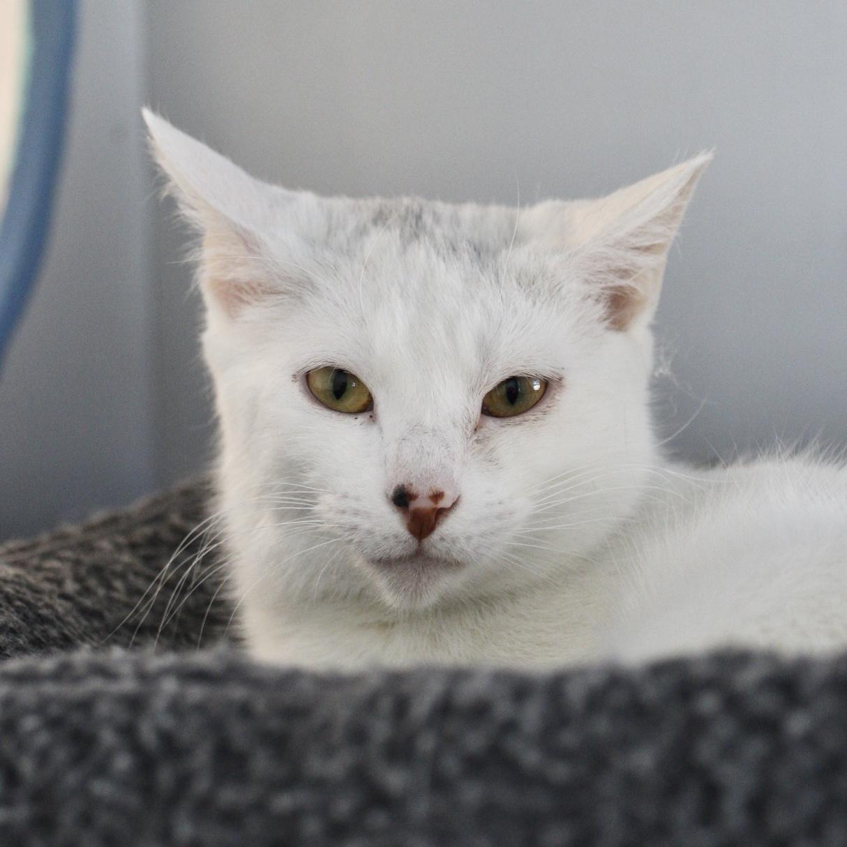 Enlarge Oz, a Adoptable Domestic Short Hair in Briarcliff Manor, NY image 1/2