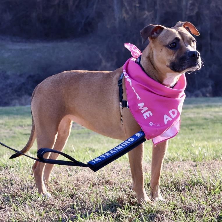 Suki P4P, Adoptable, Adult Female Mixed Breed.