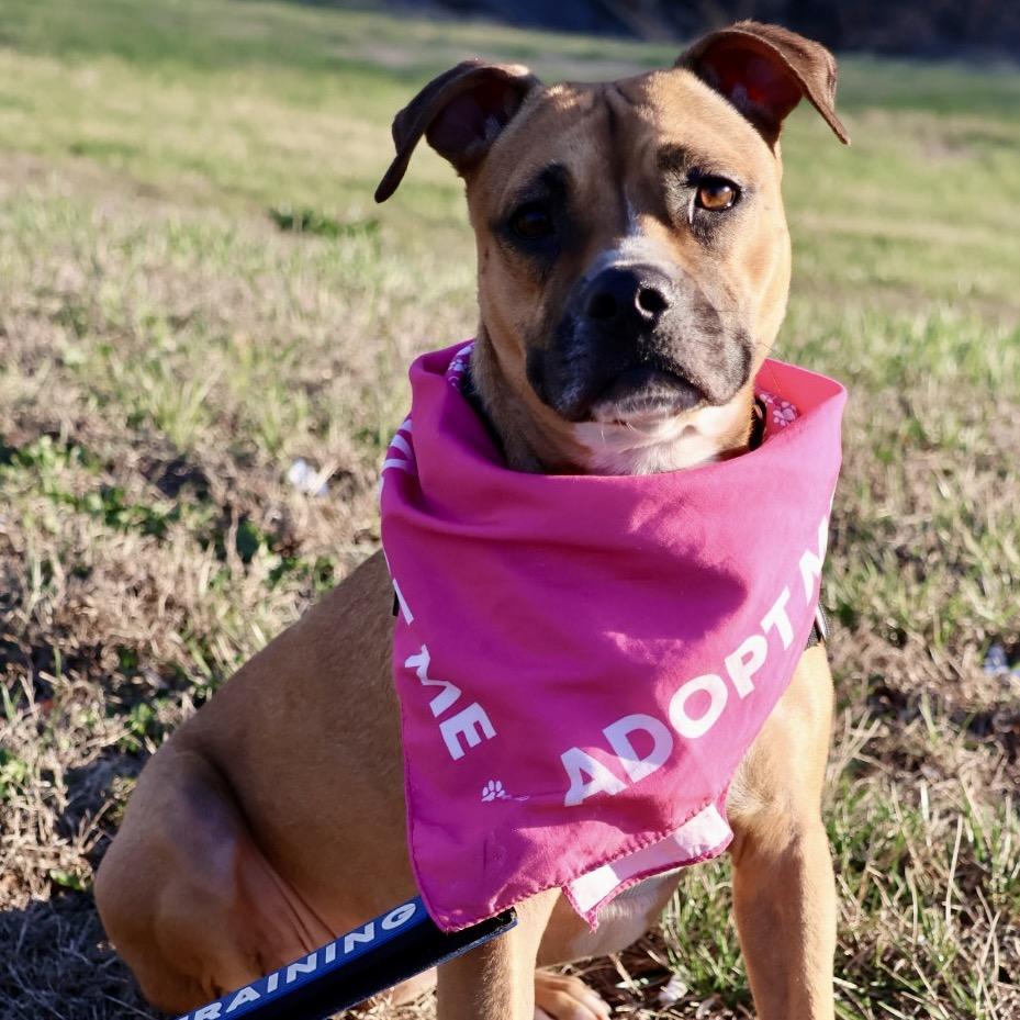 Enlarge Suki P4P, a Adoptable mixed breed in St Joseph, MO image 2/6