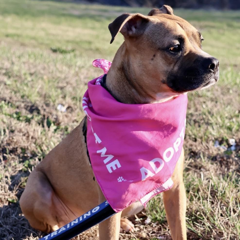 Enlarge Suki P4P, a Adoptable mixed breed in St Joseph, MO image 3/6