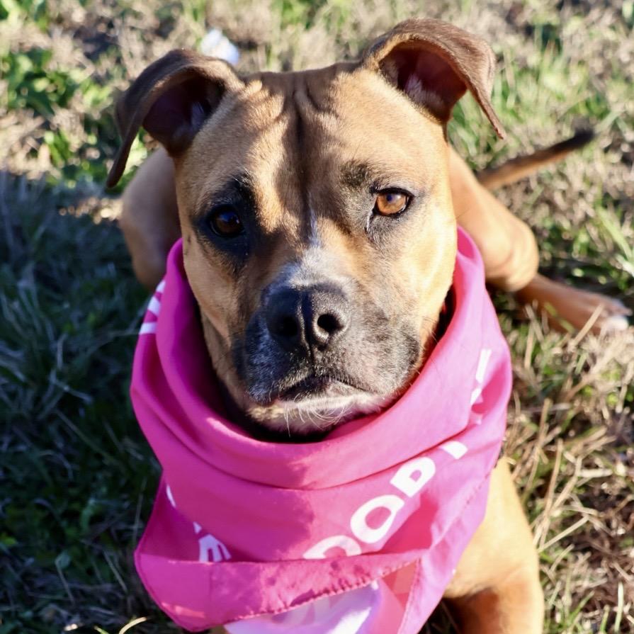 Enlarge Suki P4P, a Adoptable mixed breed in St Joseph, MO image 4/6