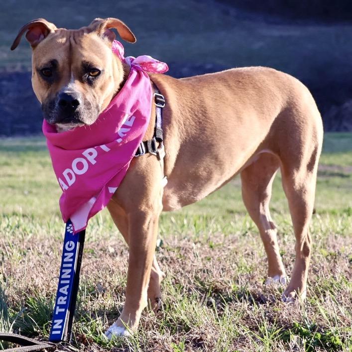 Enlarge Suki P4P, a Adoptable mixed breed in St Joseph, MO image 5/6