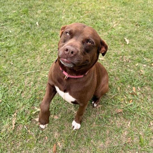 Miss Piggy, Adoptable, Adult Female Labrador Retriever & Terrier.