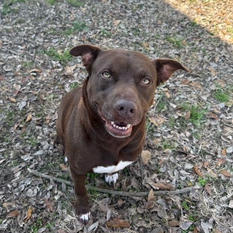 Enlarge Miss Piggy, a Adoptable mixed breed in Carencro, LA image 2/6