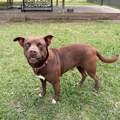 Enlarge Miss Piggy, a Adoptable mixed breed in Carencro, LA image 3/6
