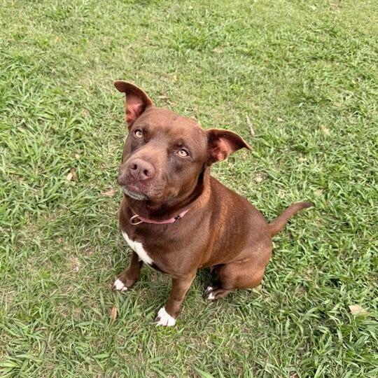Enlarge Miss Piggy, a Adoptable mixed breed in Carencro, LA image 4/6