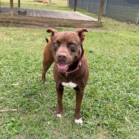 Enlarge Miss Piggy, a Adoptable mixed breed in Carencro, LA image 5/6