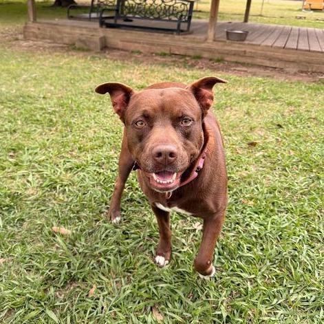 Enlarge Miss Piggy, a Adoptable mixed breed in Carencro, LA image 6/6