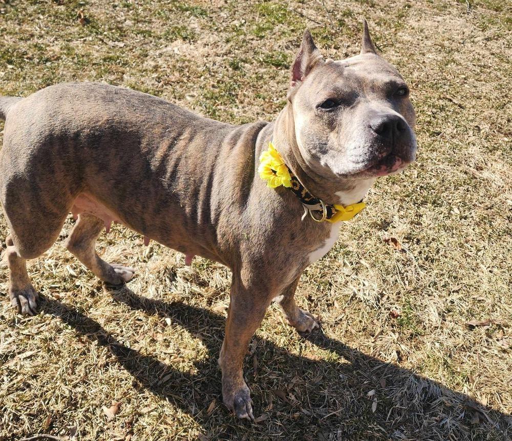 Luca  (2024), Adoptable, Adult Female Pit Bull Terrier & American Staffordshire Terrier.