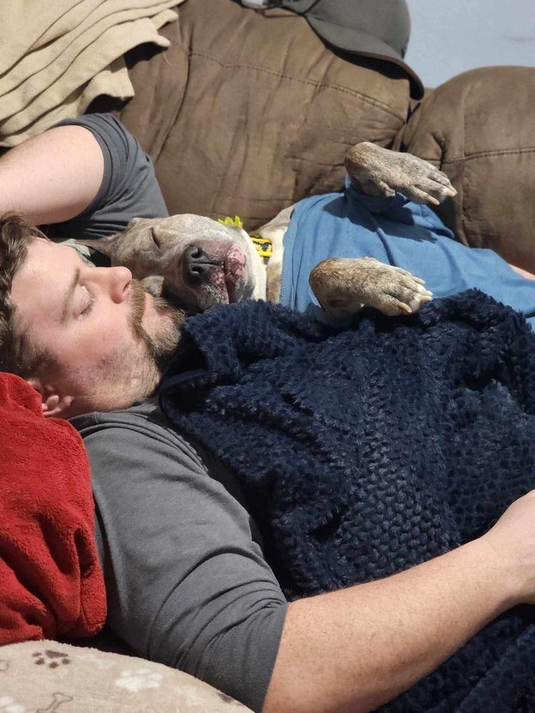 Luca (2024), a Adoptable mixed breed in Wenonah, NJ image 2/6