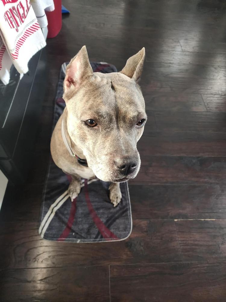 Luca (2024), a Adoptable mixed breed in Wenonah, NJ image 3/6