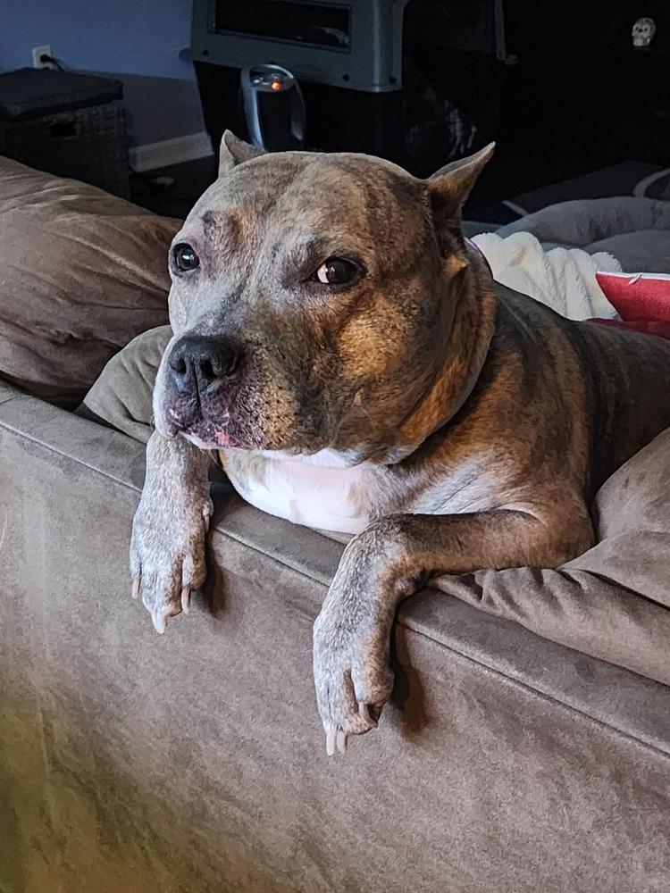 Luca (2024), a Adoptable mixed breed in Wenonah, NJ image 4/6