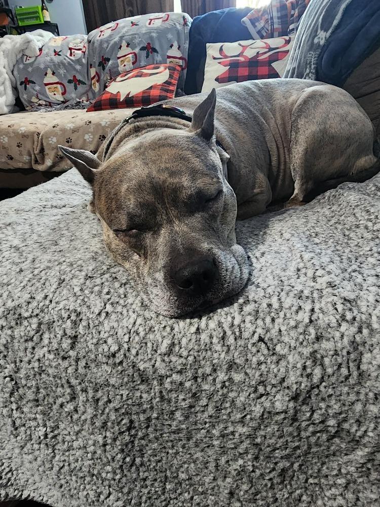 Luca (2024), a Adoptable mixed breed in Wenonah, NJ image 4/6