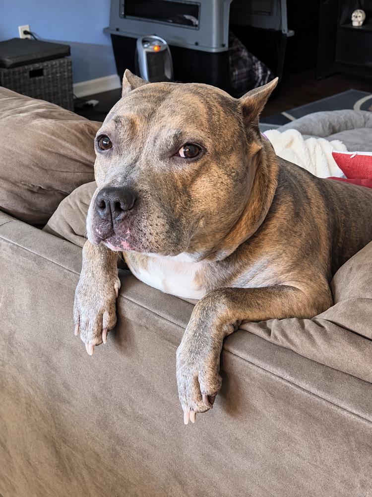 Enlarge Luca  (2024), a Adoptable mixed breed in Wenonah, NJ image 4/5