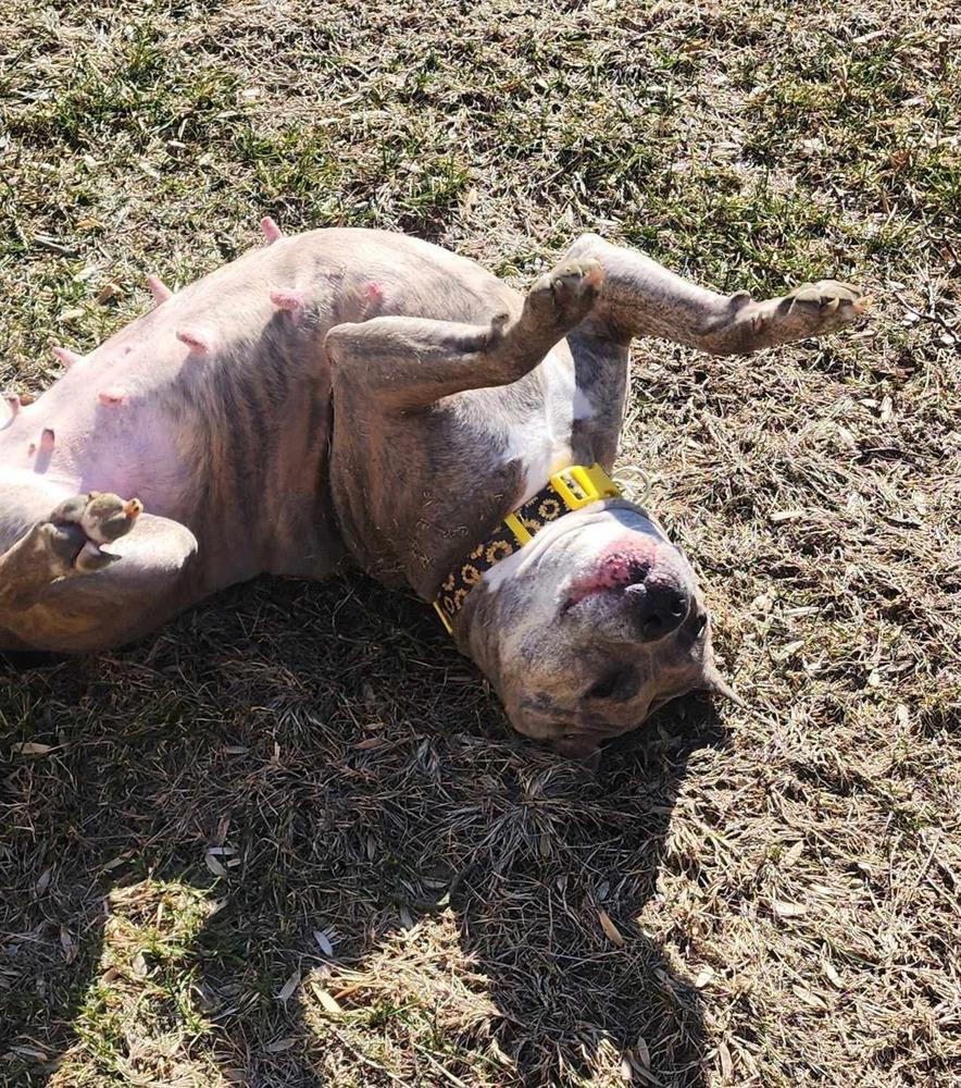 Luca (2024), a Adoptable mixed breed in Wenonah, NJ image 6/6