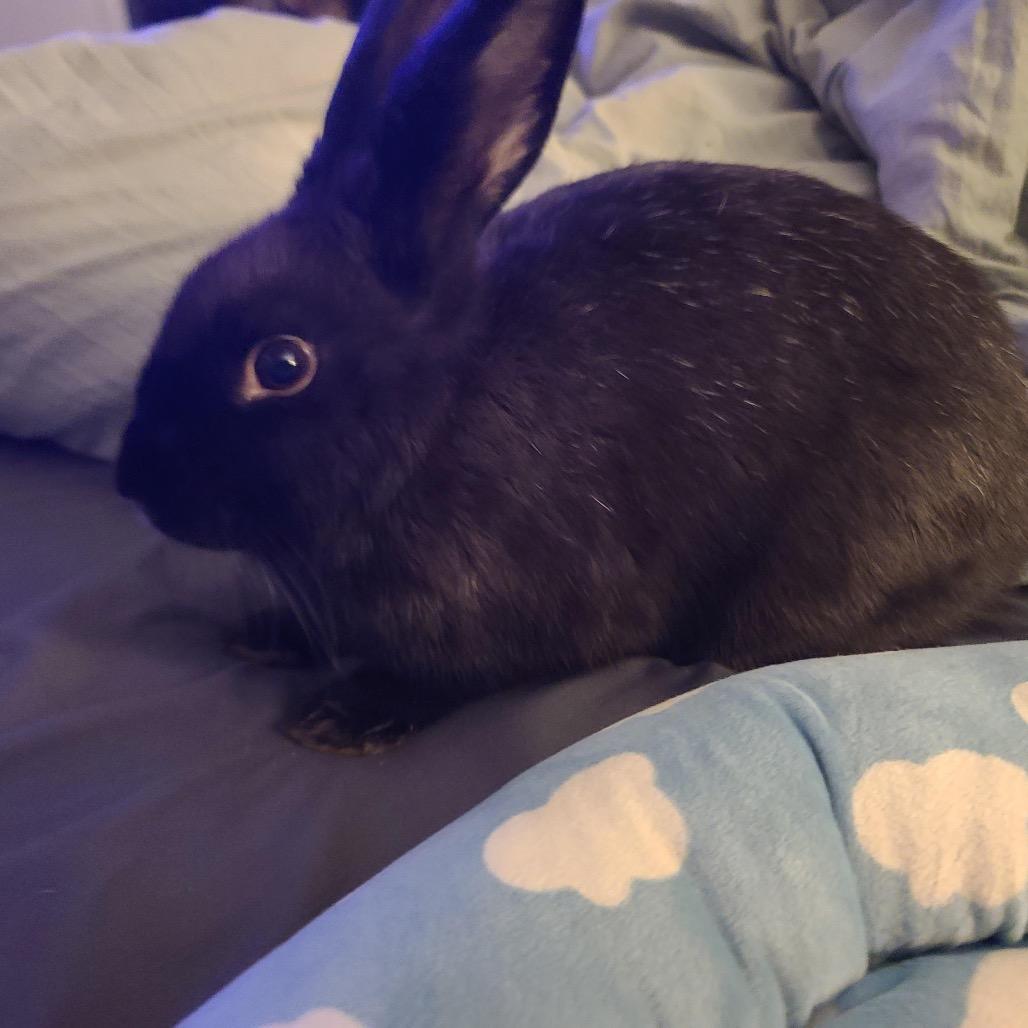 Twilight, Adoptable, Senior Female Bunny Rabbit.