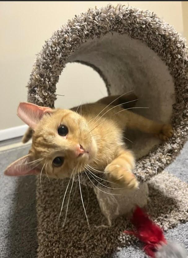 Enlarge Rufus, a Adoptable Domestic Short Hair in Rockville, MD image 2/2