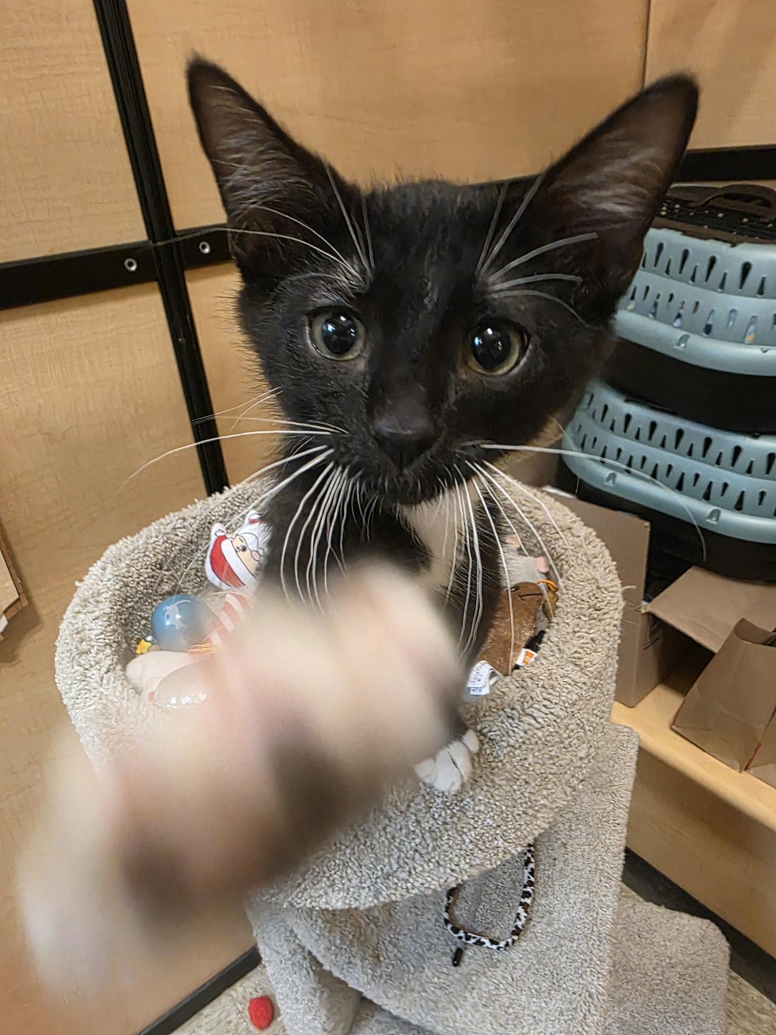 Craven, Adoptable, Kitten Male Domestic Short Hair.