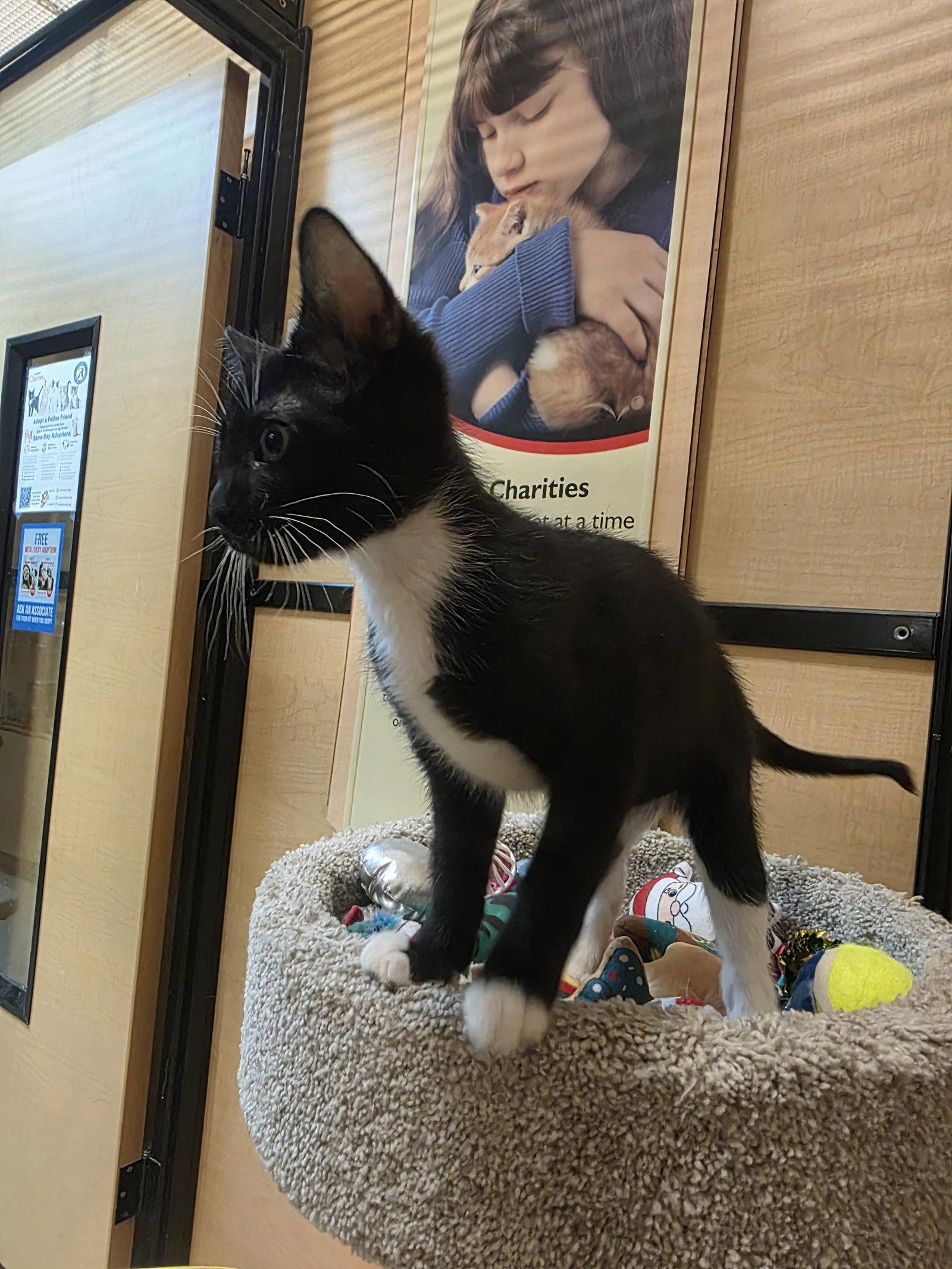 Enlarge Craven, a Adoptable Domestic Short Hair in Rowlett, TX image 2/2