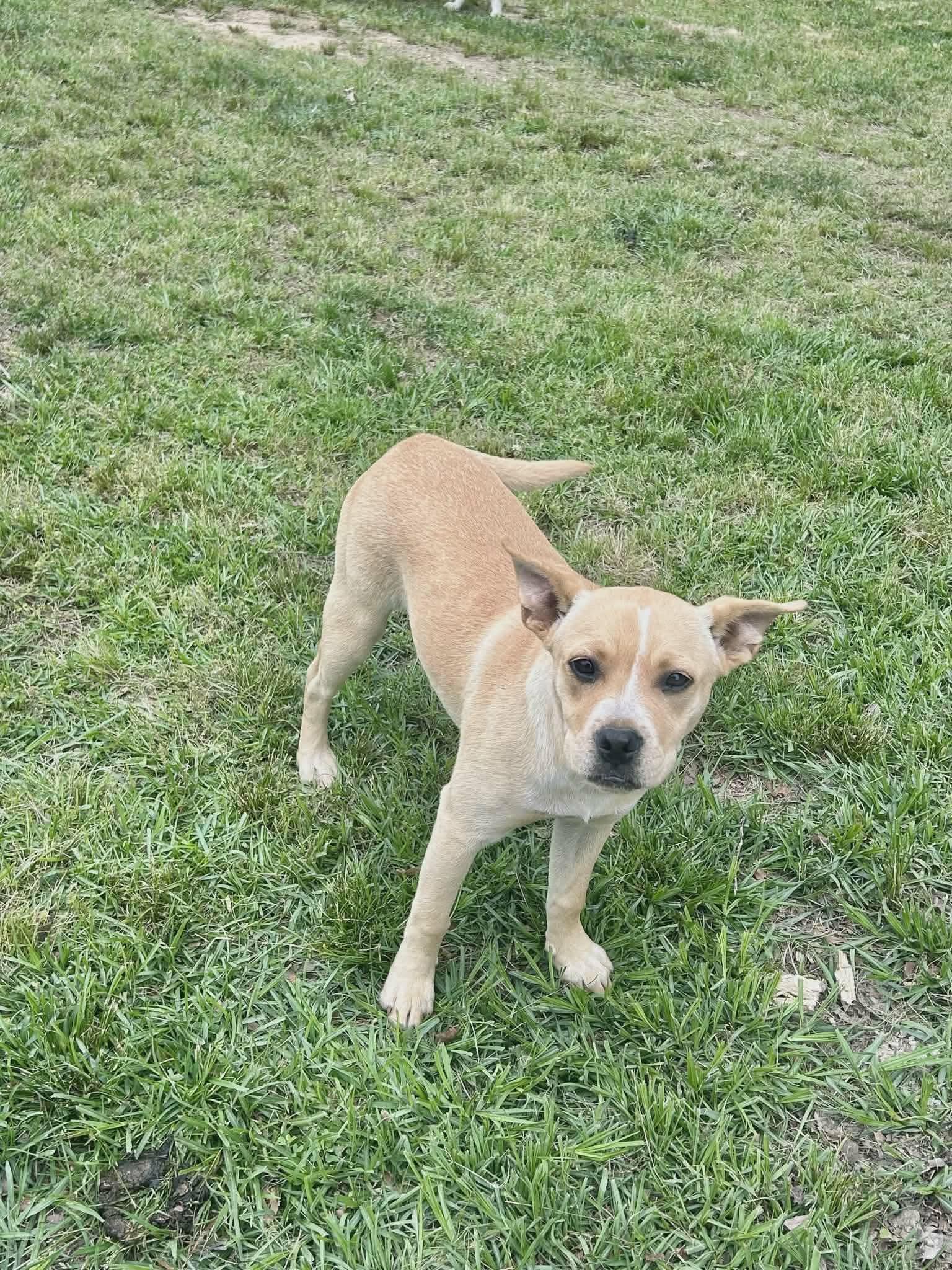 Daisy, a Adoptable mixed breed in Smithfield, RI image 3/4