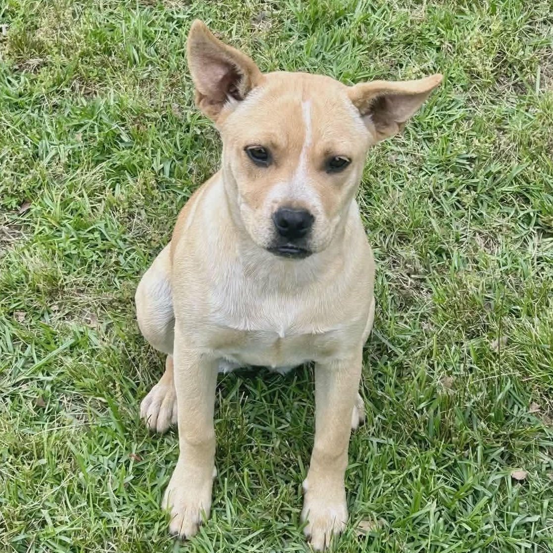Daisy, a Adoptable mixed breed in Smithfield, RI image 1/4