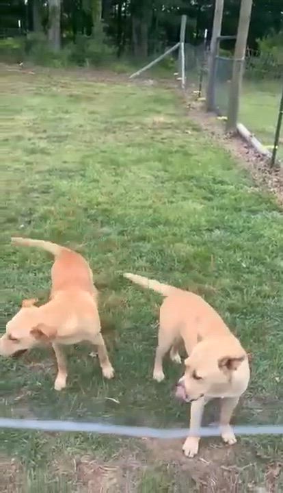 Enlarge Daisy, a Adoptable mixed breed in Smithfield, RI video 4/4