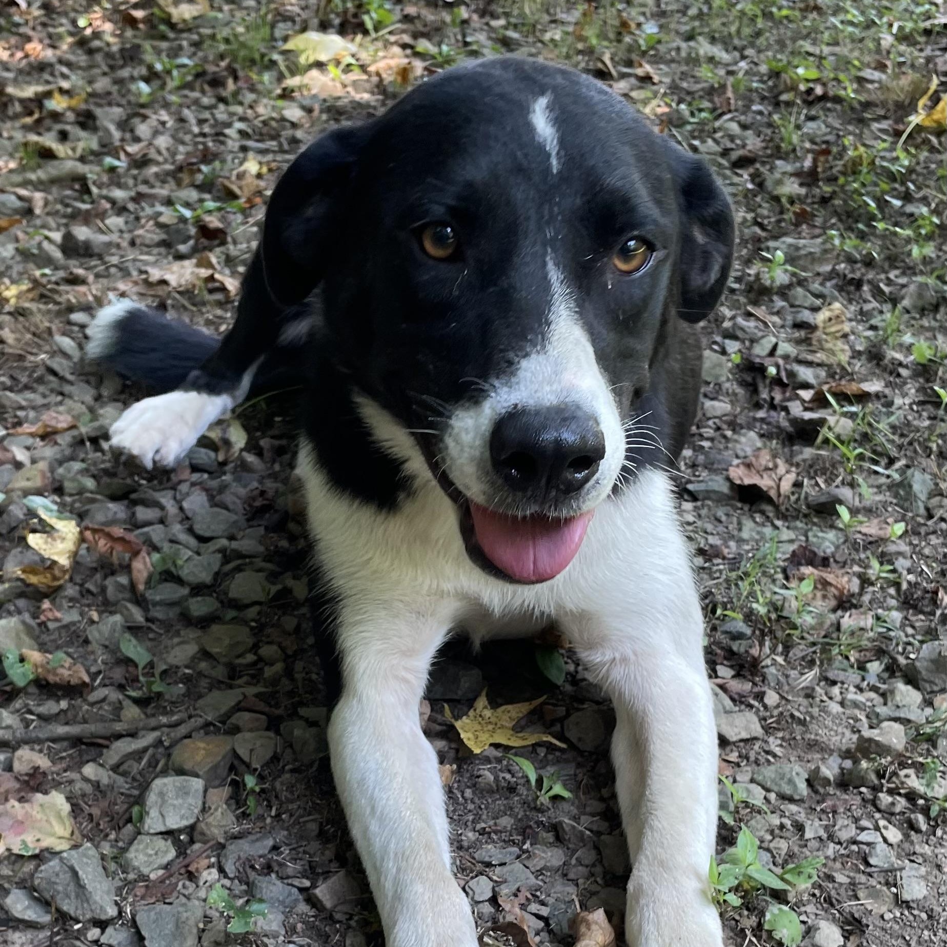 Anna, Adoptable, Adult Female Labrador Retriever.