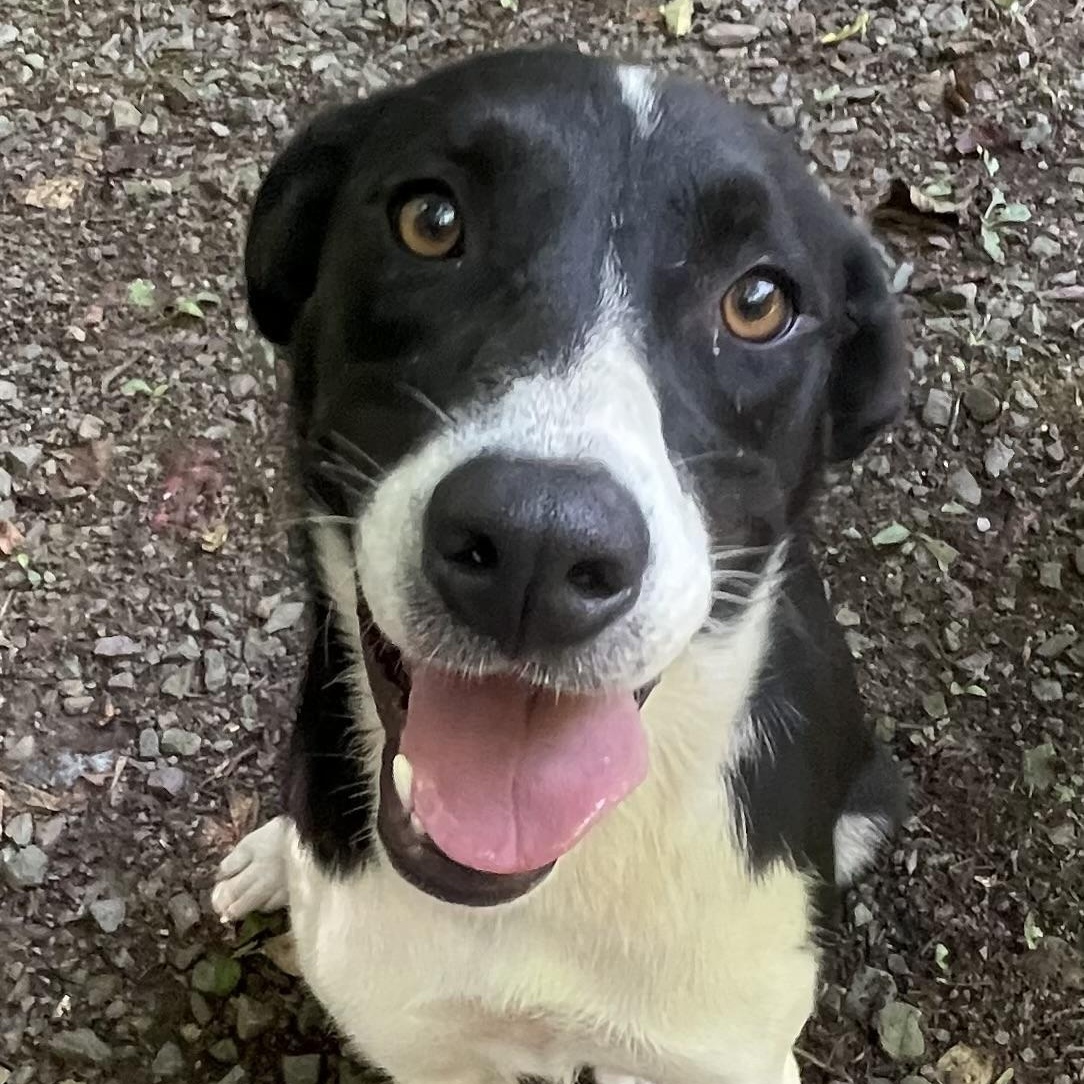 Enlarge Anna, a Adoptable mixed breed in Heber Springs, AR image 6/6