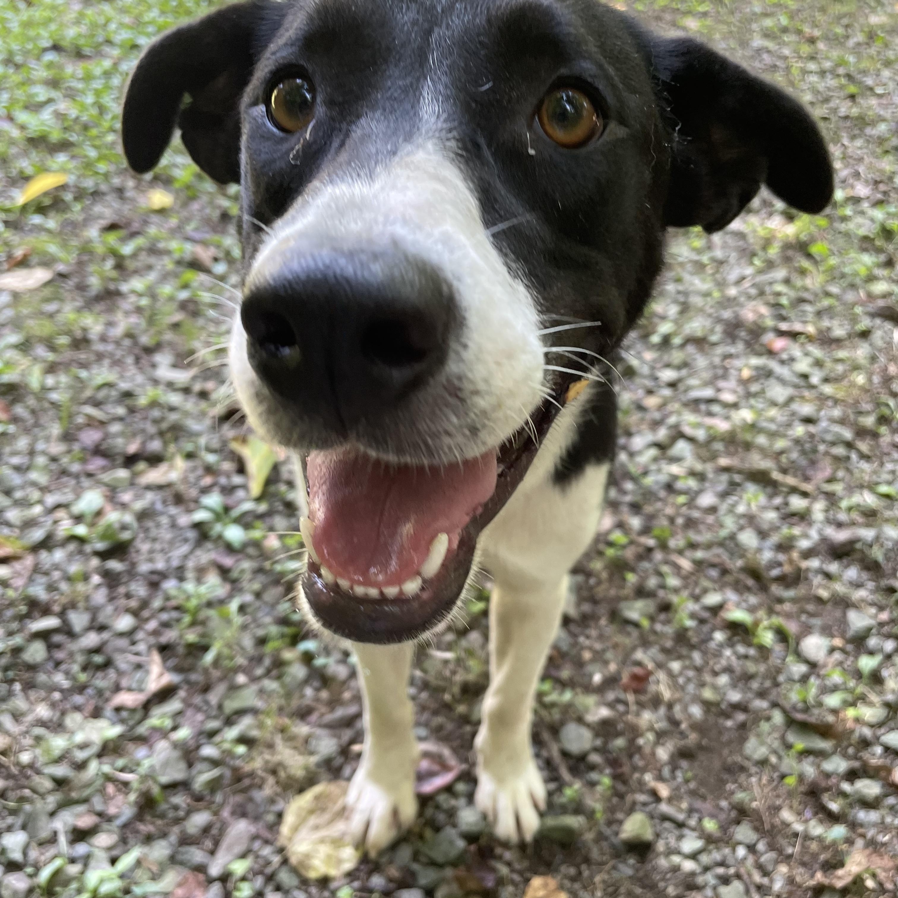Enlarge Anna, a Adoptable mixed breed in Heber Springs, AR image 4/6