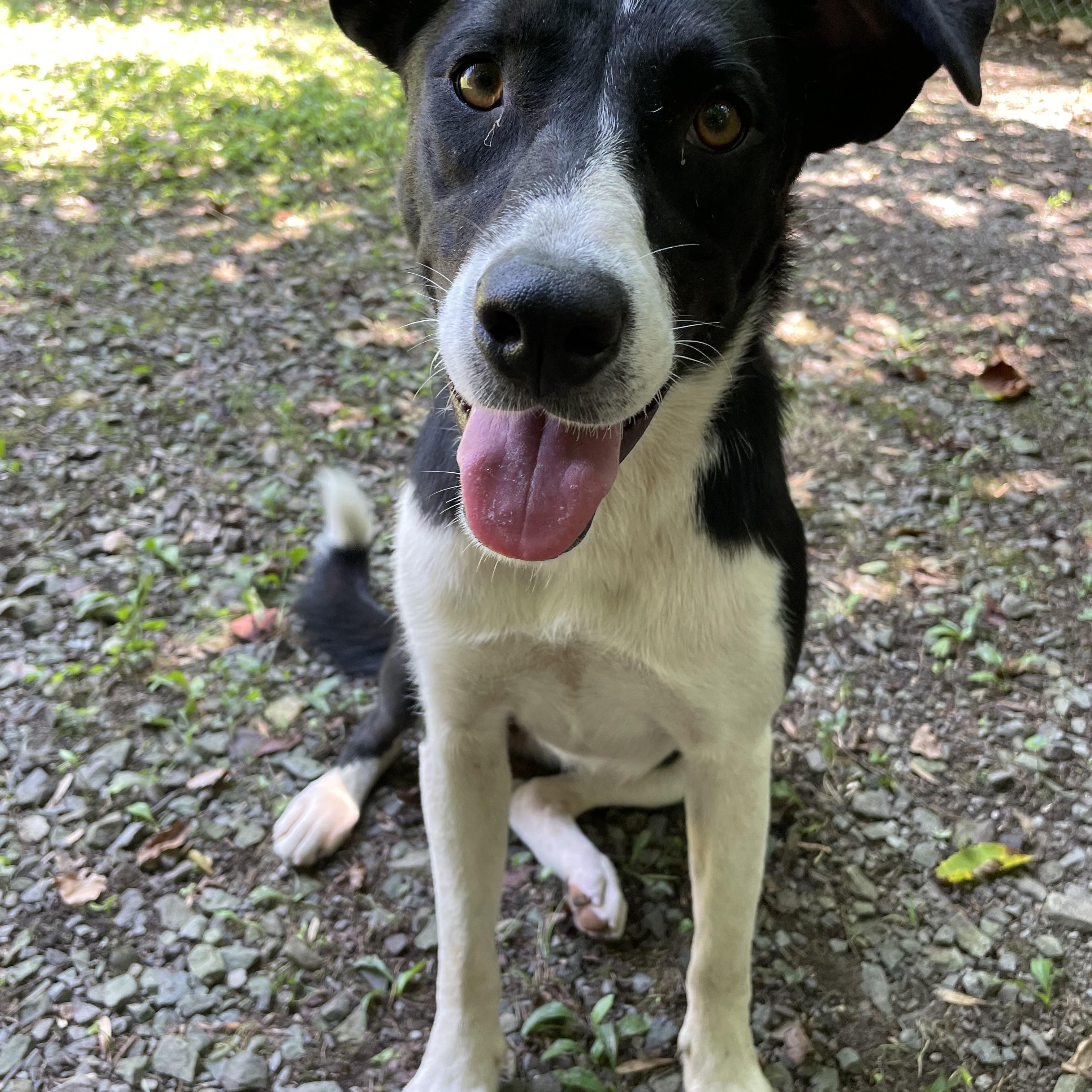 Enlarge Anna, a Adoptable mixed breed in Heber Springs, AR image 5/6