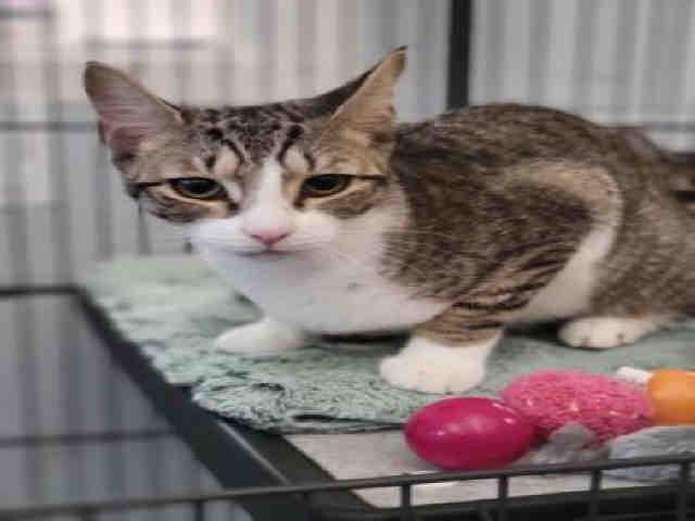 INDIGO, Adoptable, Adult Female Domestic Short Hair.