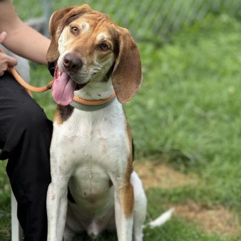 Enlarge Sarge, a Adoptable mixed breed in Sparta, NJ image 2/6