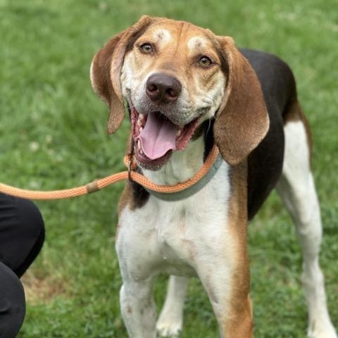 Sarge, Adoptable, Young Male Treeing Walker Coonhound & Beagle.